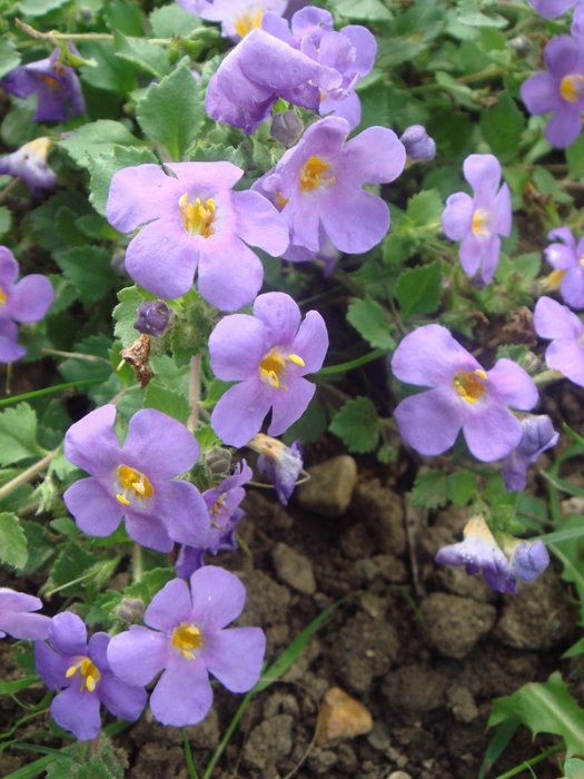 Bacopa diffusa 'Gulliver Dark Blue' fleur